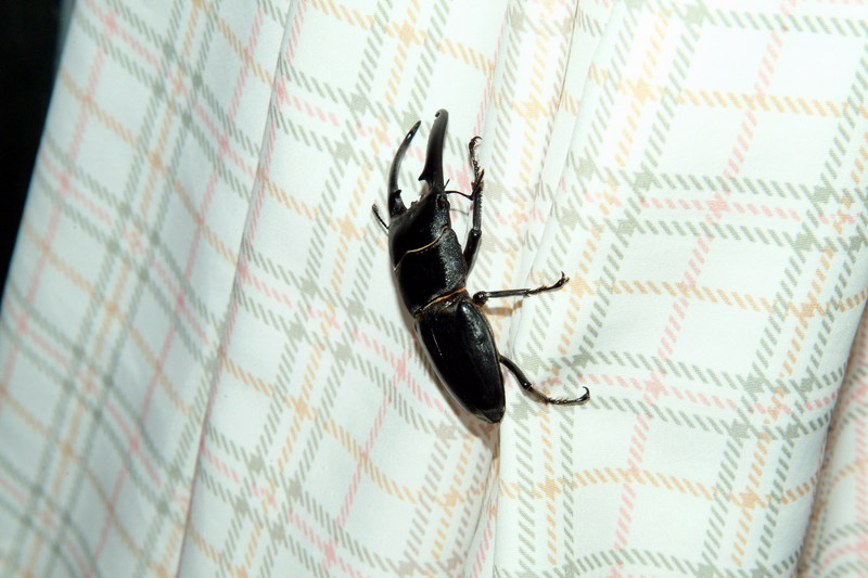 넓적사슴벌레 Serrognathus platymelus (Korean Long-fanged Stag Beetle); DISPLAY FULL IMAGE.