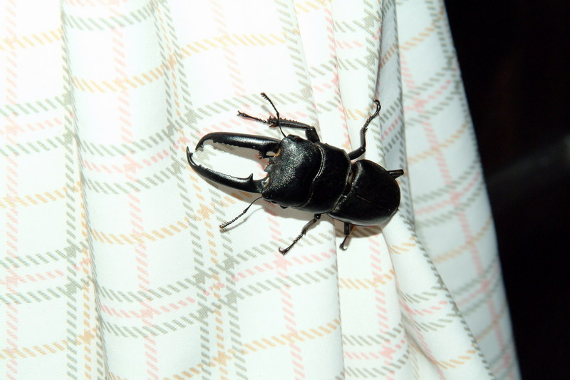 넓적사슴벌레 Serrognathus platymelus (Korean Long-fanged Stag Beetle); DISPLAY FULL IMAGE.