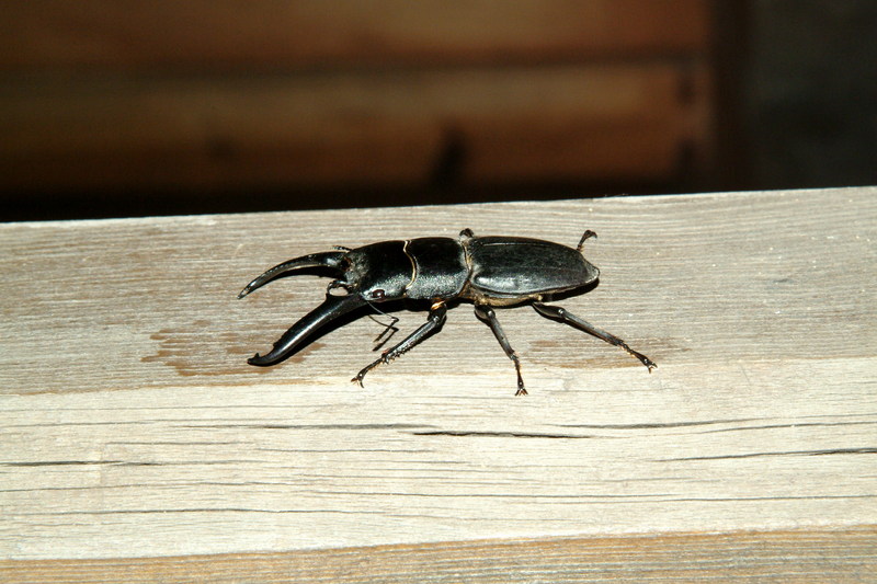 넓적사슴벌레 Serrognathus platymelus (Korean Long-fanged Stag Beetle); DISPLAY FULL IMAGE.