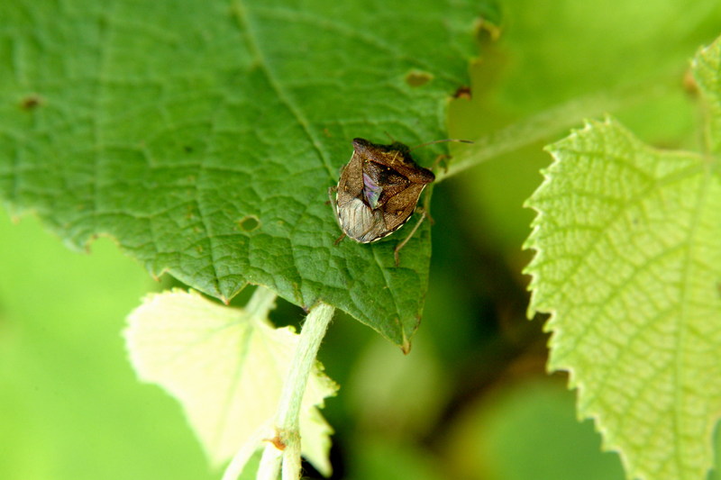 홍보라노린재(Carpocoris purpureipennis)???; DISPLAY FULL IMAGE.