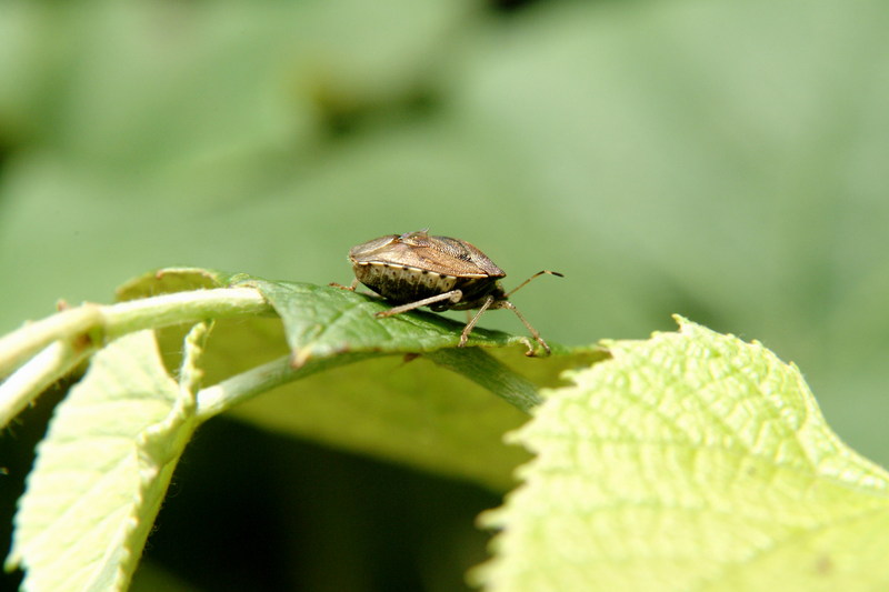 홍보라노린재(Carpocoris purpureipennis)???; DISPLAY FULL IMAGE.