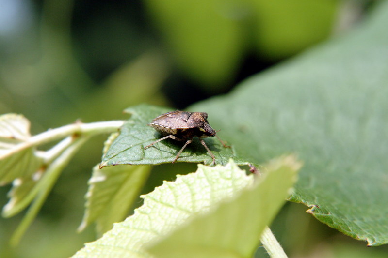 홍보라노린재(Carpocoris purpureipennis)???; DISPLAY FULL IMAGE.