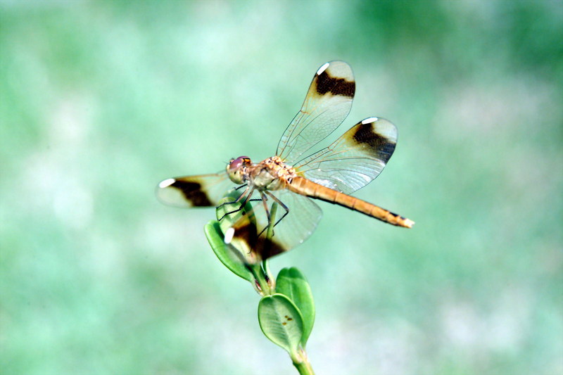 산좀잠자리 Sympetrum pedemontanum pedemontanum (Eurasian Band-winged Dragonfly); DISPLAY FULL IMAGE.