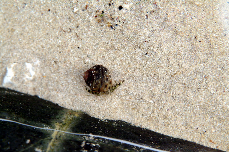 물속에서 기어가고 있는 소라게 (hermit crab); DISPLAY FULL IMAGE.