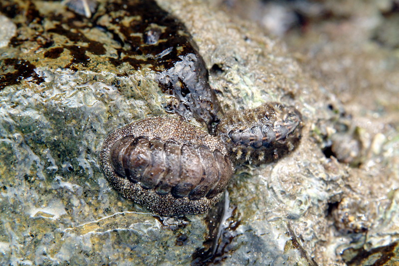 군부(다판류) Acanthopleura japonica (Korean Chiton); DISPLAY FULL IMAGE.