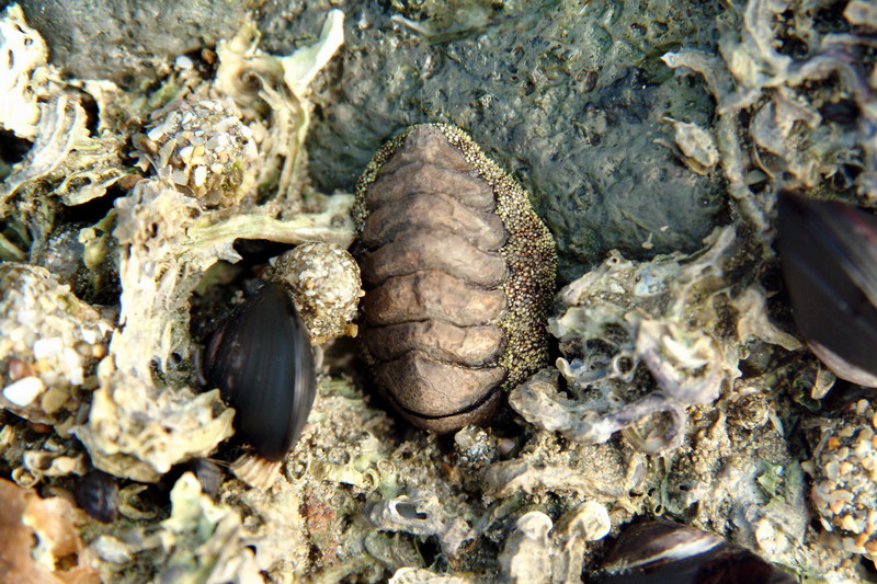 군부(다판류) Acanthopleura japonica (Korean Chiton); DISPLAY FULL IMAGE.