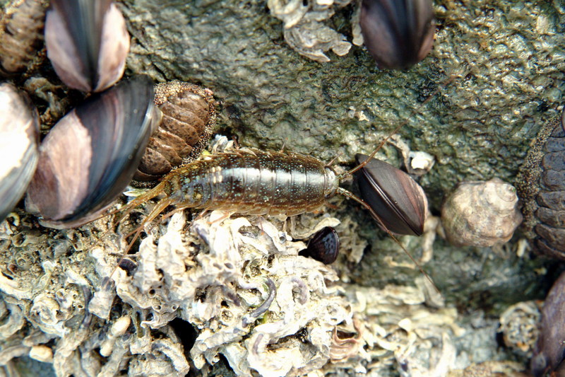 갯강구 Ligia exotica (Sea Slater); DISPLAY FULL IMAGE.