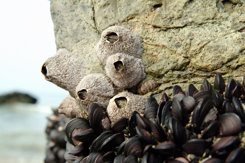 줄무늬따개비 Balanus amphitrite (Striped Barnacle); DISPLAY FULL IMAGE.