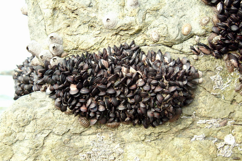 홍합 군락과 줄무늬따개비 Balanus amphitrite (Striped Barnacle); DISPLAY FULL IMAGE.