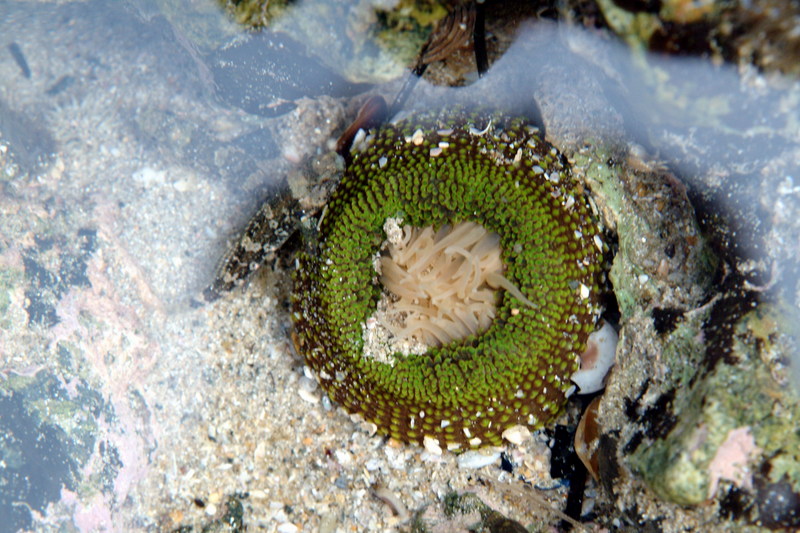 풀색꽃해변말미잘 Anthopleuroa midori (Sea Anemone); DISPLAY FULL IMAGE.