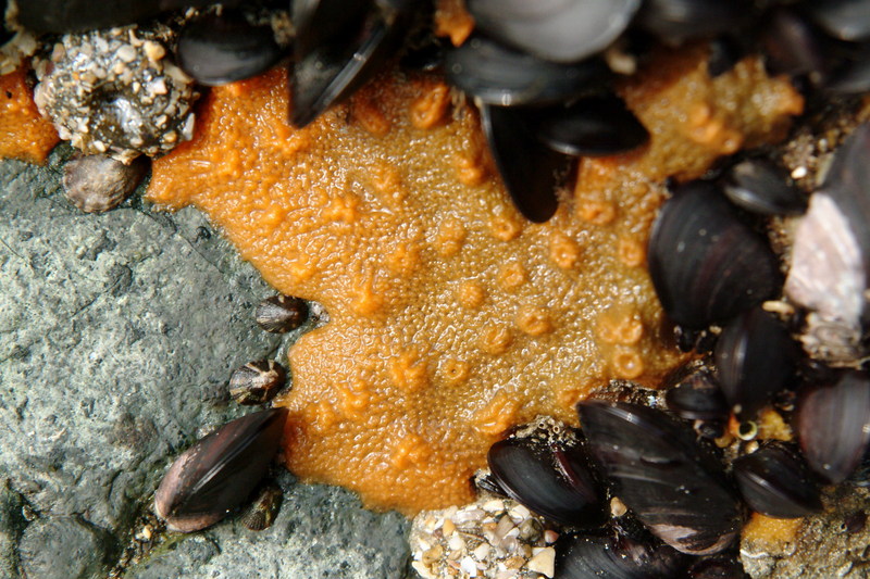 주황해변해면 Hymeniacidon sinapium (Sponge); DISPLAY FULL IMAGE.