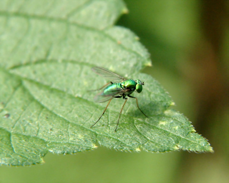 산금파리 Hemipyrellia ligurriens (Alpine Greenbottle); DISPLAY FULL IMAGE.