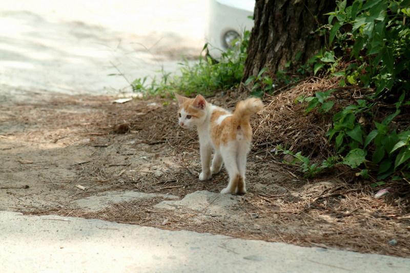 새끼고양이 Felis silvestris catus (Kitten); DISPLAY FULL IMAGE.
