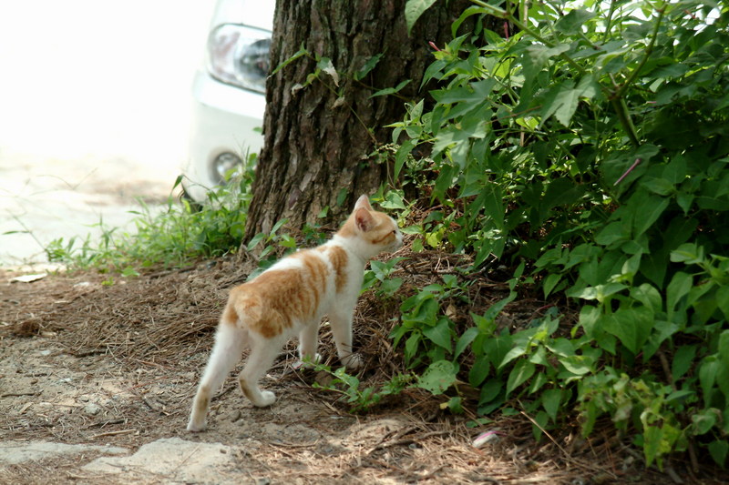 새끼고양이 Felis silvestris catus (Kitten); DISPLAY FULL IMAGE.