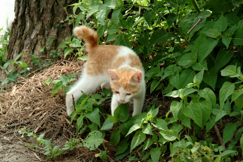 새끼고양이 Felis silvestris catus (Kitten); DISPLAY FULL IMAGE.