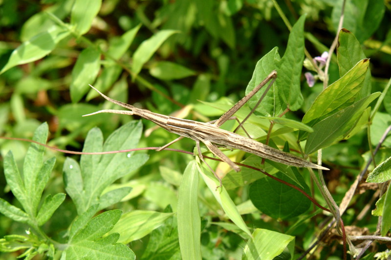 방아깨비 Acrida cinerea (Green Hopper); DISPLAY FULL IMAGE.