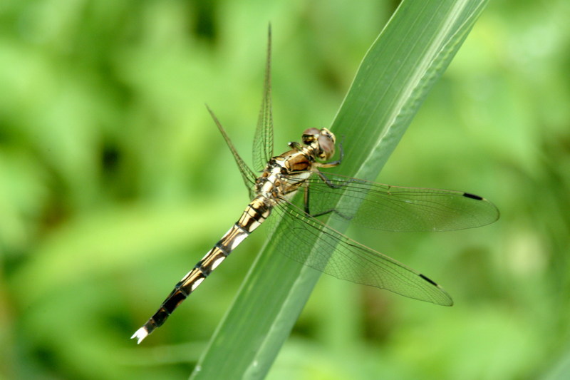 이름모를 잠자리 --> 밀잠자리(암컷) Orthetrum albistylum speciosum (Skimmer); DISPLAY FULL IMAGE.