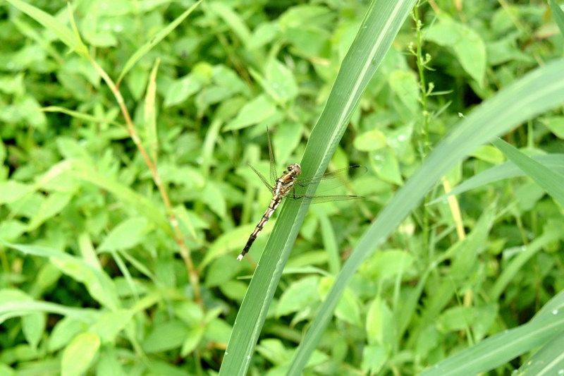 이름모를 잠자리 --> 밀잠자리(암컷) Orthetrum albistylum speciosum (Skimmer); DISPLAY FULL IMAGE.