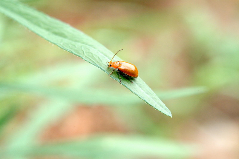 이름모를 벌레... 병대벌레??? --> 오이잎벌레 (Aulacophora indica); DISPLAY FULL IMAGE.