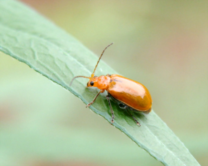 이름모를 벌레... 병대벌레??? --> 오이잎벌레 (Aulacophora indica); DISPLAY FULL IMAGE.