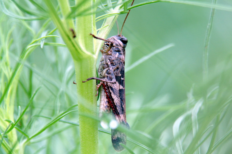 메뚜기 종류 -- 아마도 팥중이 Oedaleus infernalis (Band-winged Grasshopper)???; DISPLAY FULL IMAGE.