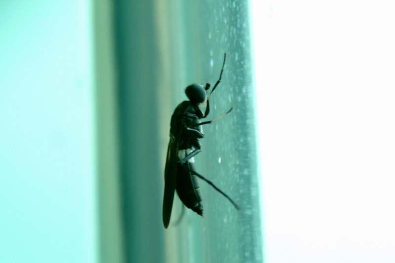 이름모를 대형파리??? --> 동애등에과(Stratiomyidae)???; DISPLAY FULL IMAGE.
