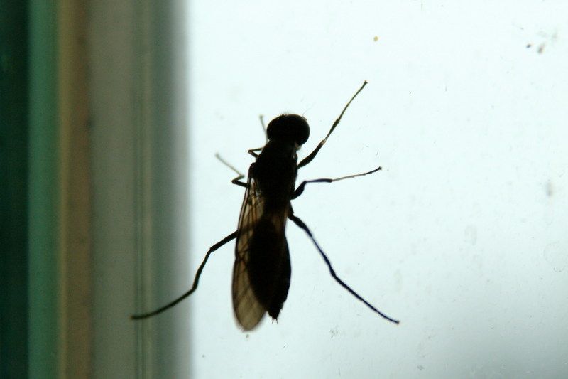 이름모를 대형파리??? --> 동애등에과(Stratiomyidae)???; DISPLAY FULL IMAGE.