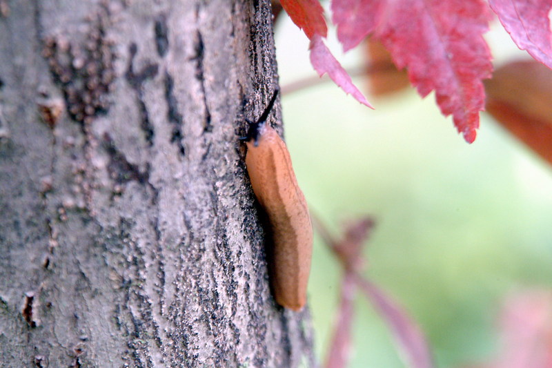 민달팽이 (Land Slug); DISPLAY FULL IMAGE.