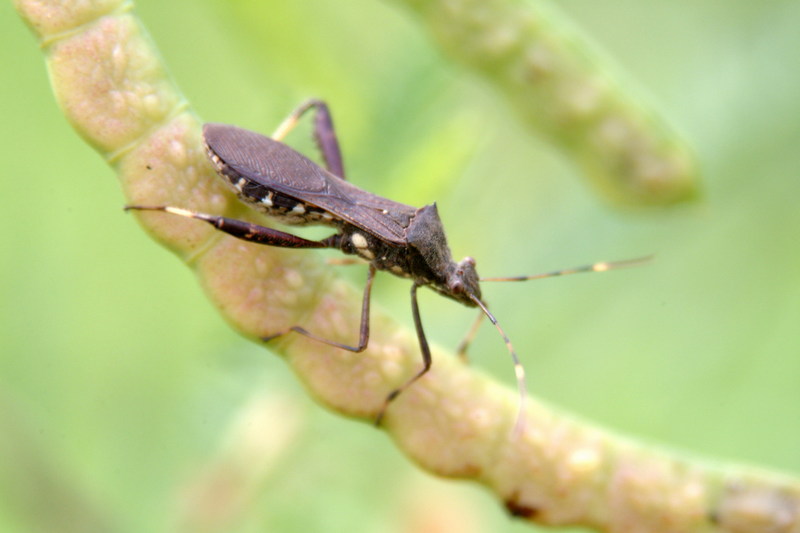 톱다리개미허리노린재 Riptortus clavatus (Bean Bug); DISPLAY FULL IMAGE.