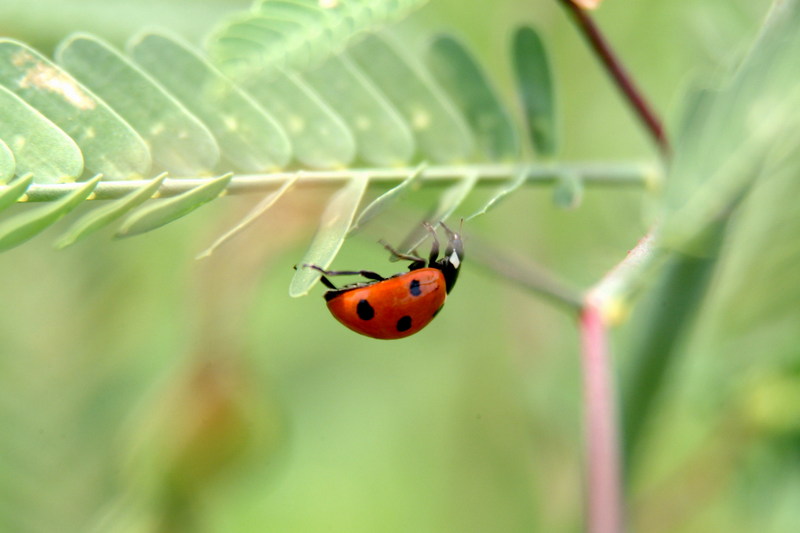칠성무당벌레 Coccinella septempunctata (Seven-spotted Ladybird); DISPLAY FULL IMAGE.