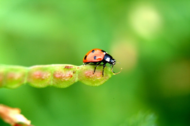 칠성무당벌레 Coccinella septempunctata (Seven-spotted Ladybird); DISPLAY FULL IMAGE.