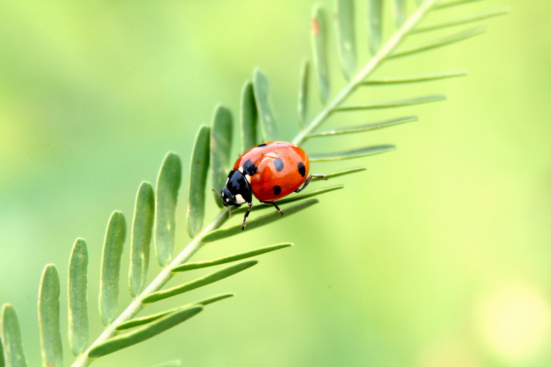 칠성무당벌레 Coccinella septempunctata (Seven-spotted Ladybird); DISPLAY FULL IMAGE.