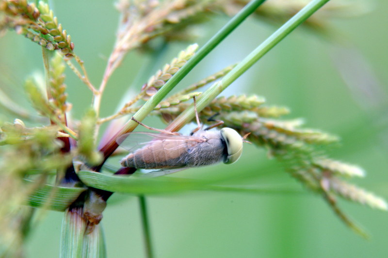 등에종류 (horsefly); DISPLAY FULL IMAGE.