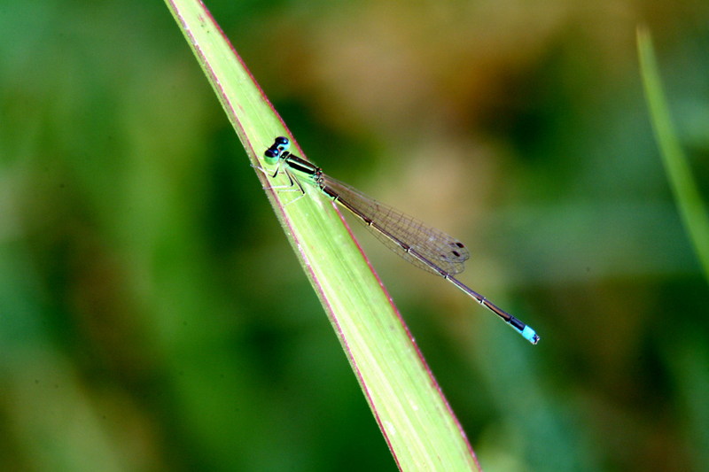 실잠자리 종류 (damselfly); DISPLAY FULL IMAGE.