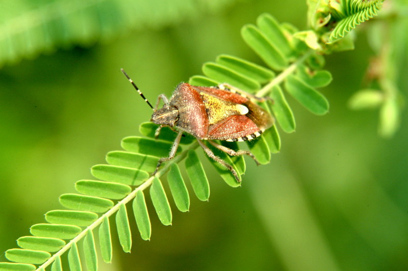 알락수염노린재 Dolycoris baccarum (Sloe Shieldbug); DISPLAY FULL IMAGE.