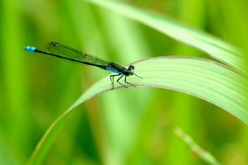 실잠자리 종류 (damselfly); DISPLAY FULL IMAGE.
