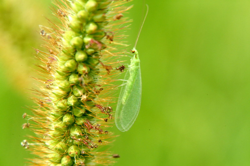 풀잠자리 종류 (Green Lacewing); DISPLAY FULL IMAGE.