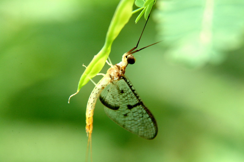 하루살이 종류 (mayfly); DISPLAY FULL IMAGE.