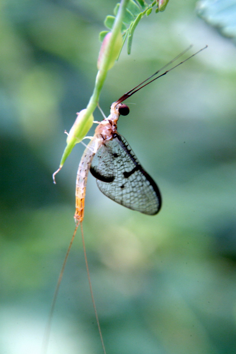 하루살이 종류 (mayfly); DISPLAY FULL IMAGE.