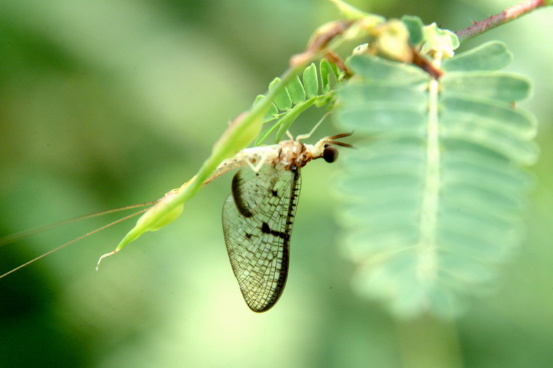 하루살이 종류 (mayfly); DISPLAY FULL IMAGE.