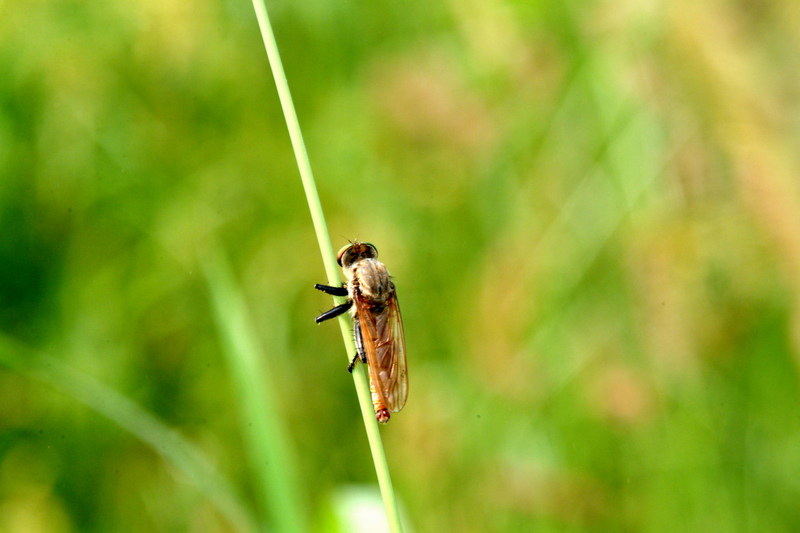 왕파리매 Cophinopoda chinensis (Chinese King Robber Fly); DISPLAY FULL IMAGE.