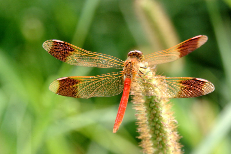 노란띠좀잠자리 수컷 Sympetrum pedemontanum elatum (Dragonfly); DISPLAY FULL IMAGE.