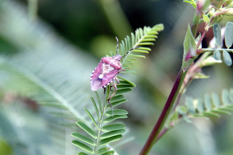 알락수염노린재 Dolycoris baccarum (Sloe Shieldbug); DISPLAY FULL IMAGE.