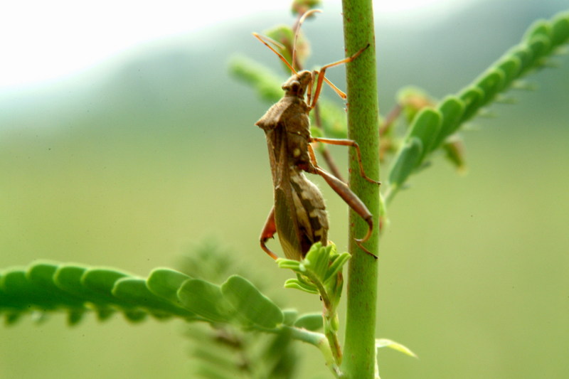 톱다리개미허리노린재 Riptortus clavatus (Bean Bug); DISPLAY FULL IMAGE.