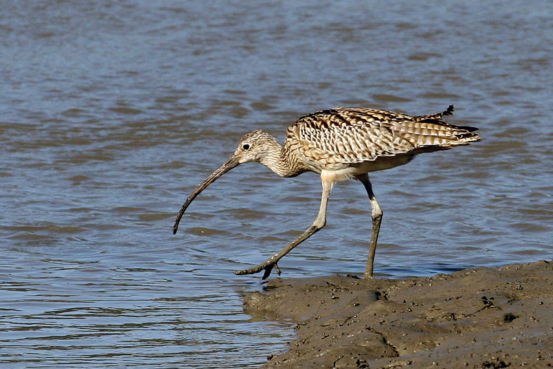 알락꼬리 마도요 / 강화도 | 알락꼬리마도요 Numenius madagascariensis (Far Eastern Curlew); DISPLAY FULL IMAGE.