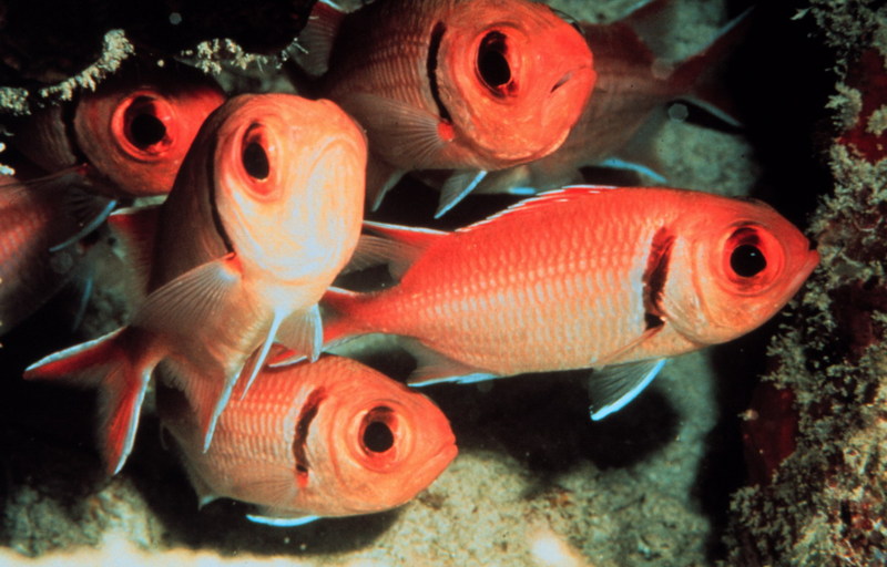 Blackbar Soldierfish (Myripristis jacobus) {!--얼게돔-->; DISPLAY FULL IMAGE.