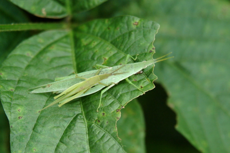 섬서구메뚜기 Atractomorpha lata (Smaller long-headed grasshopper); DISPLAY FULL IMAGE.