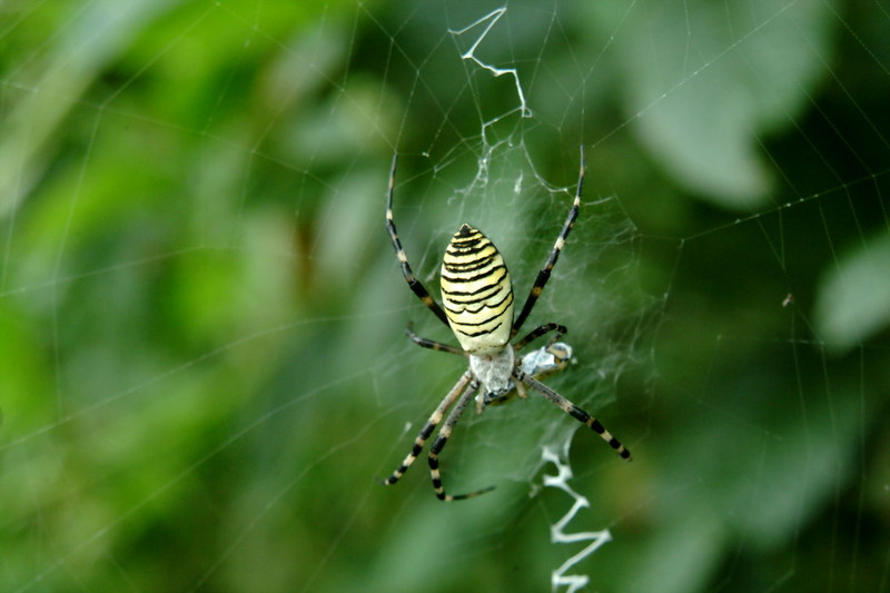 긴호랑거미 Argiope bruennichii (Wasp Spider); DISPLAY FULL IMAGE.