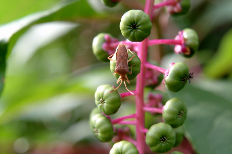 우리가시허리노린재 Cletus schmidti (Squash Bug); DISPLAY FULL IMAGE.