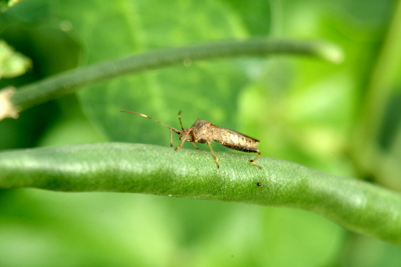 톱다리개미허리노린재 Riptortus clavatus (Bean Bug); DISPLAY FULL IMAGE.